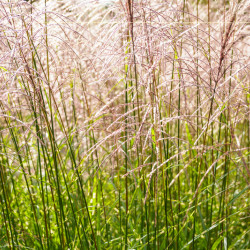 Miscanthus sinensis ‘Purple Fall’ - Roseau de Chine