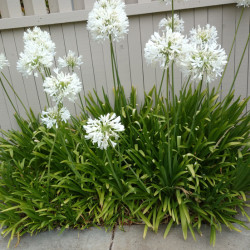 Agapanthus ‘Petit Eskimo‘ - Agapanthe