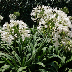 Agapanthus ‘Petit Eskimo‘ - Agapanthe