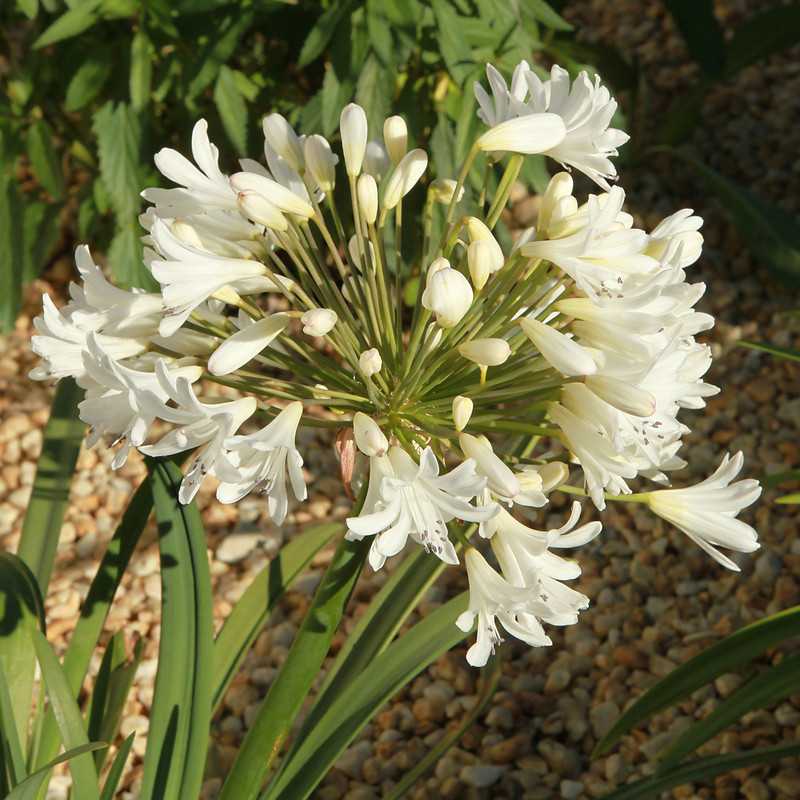 Agapanthus ‘Petit Eskimo‘ - Agapanthe