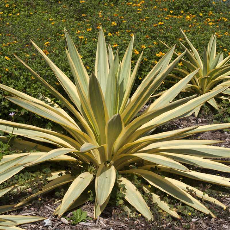 Yucca gloriosa Citrus twist