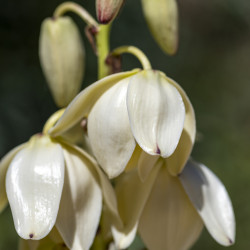 Yucca elephantipes