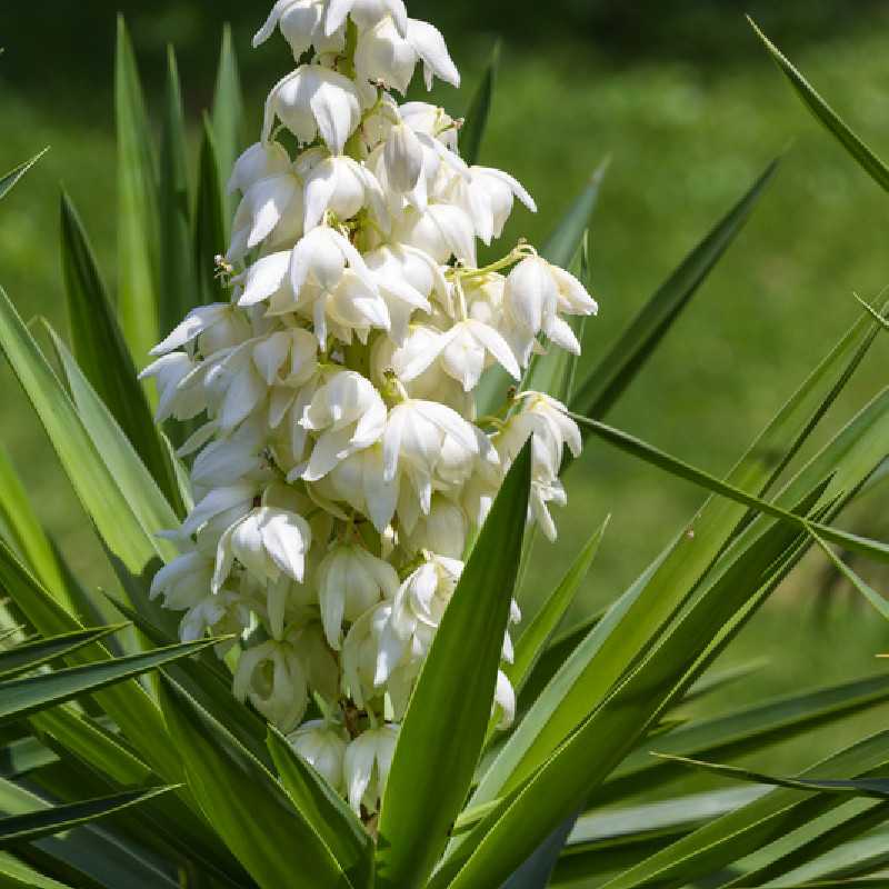 Yucca elephantipes