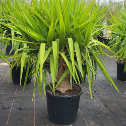 Yucca elephantipes