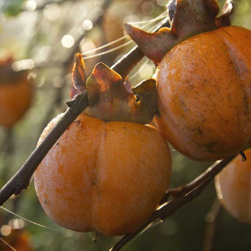 Diospyros 'Rojo brillante'