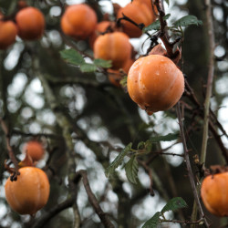 Diospyros 'Rojo brillante'