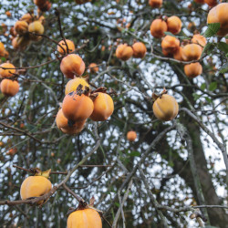 Diospyros 'Rojo brillante'