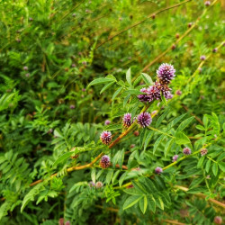 Glycyrrhiza glabra - Réglisse glabre