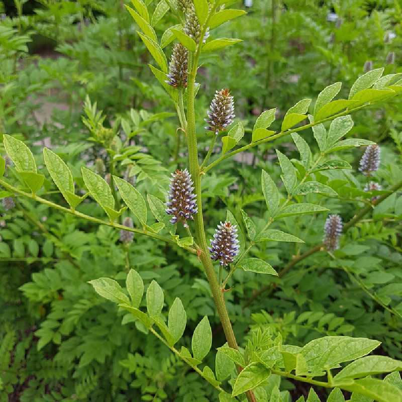 Glycyrrhiza glabra - Réglisse glabre