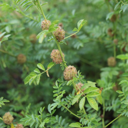 Glycyrrhiza glabra - Réglisse glabre