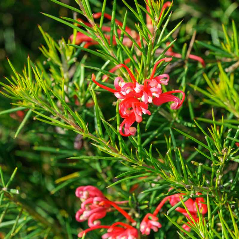 Grevillea juniperina ‘New Blood’