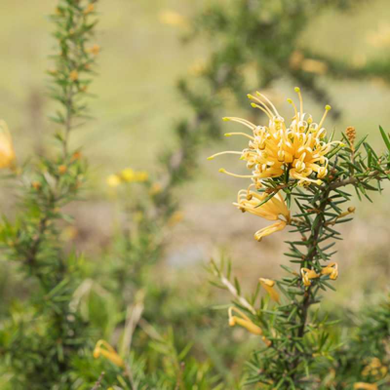 Grevillea prostata ‘Aurea’