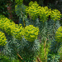 Euphorbia characias ‘Wulfenii’