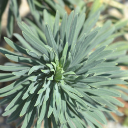 Euphorbia characias ‘Wulfenii’