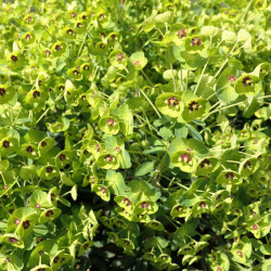 Euphorbia characias ‘Wulfenii’