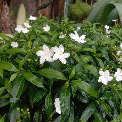 Jasminum officinale