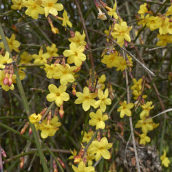 Jasminum nudiflorum - Jasmin d'hiver