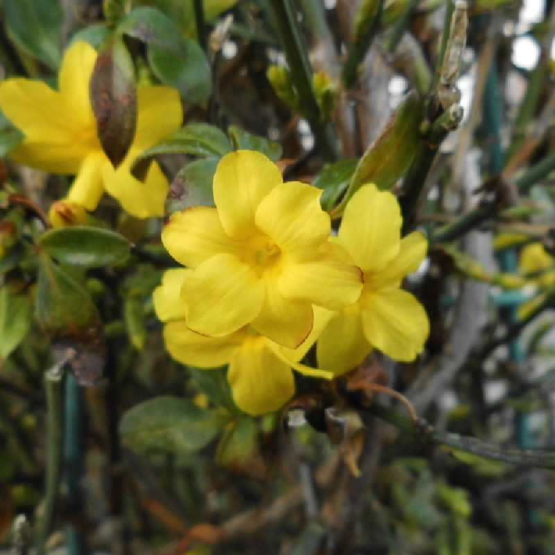 Jasminum nudiflorum - Jasmin d'hiver