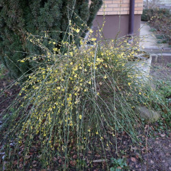 Jasminum nudiflorum - Jasmin d'hiver