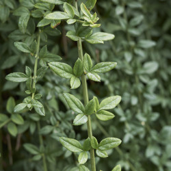 Jasminum nudiflorum - Jasmin d'hiver