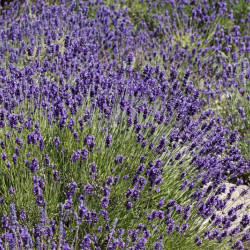 Lavandula angustifolia ‘Ardèche Blue‘ - Vraie Lavande bleue