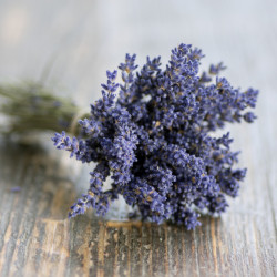 Lavandula angustifolia ‘Ardèche Blue‘ - Vraie Lavande bleue