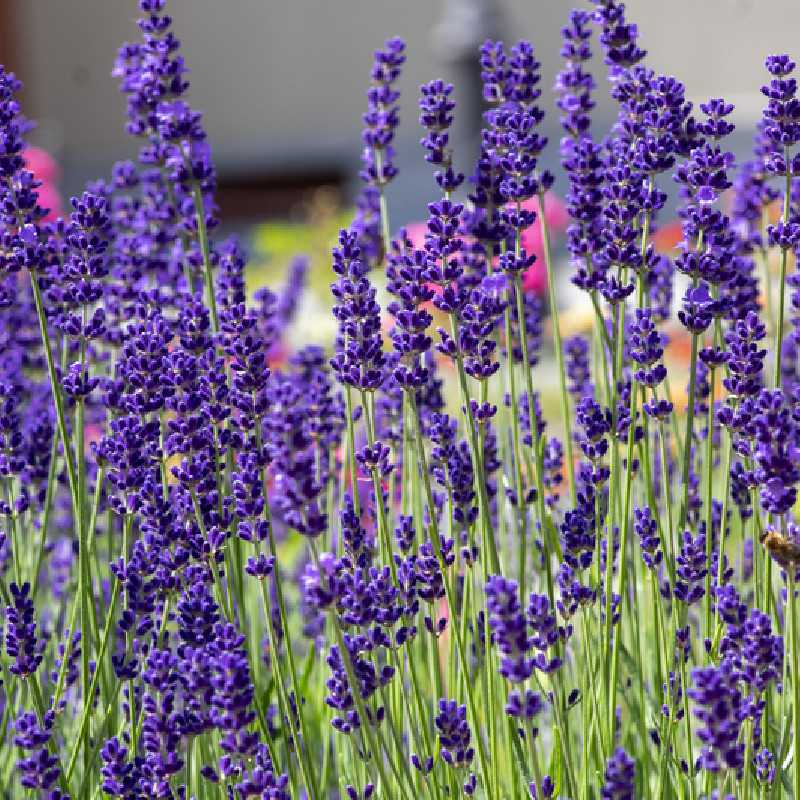 Lavandula angustifolia ‘Ardèche Blue‘ - Vraie Lavande bleue