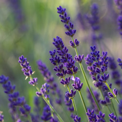 Lavandula angustifolia ‘Ardèche Blue‘ - Vraie Lavande bleue