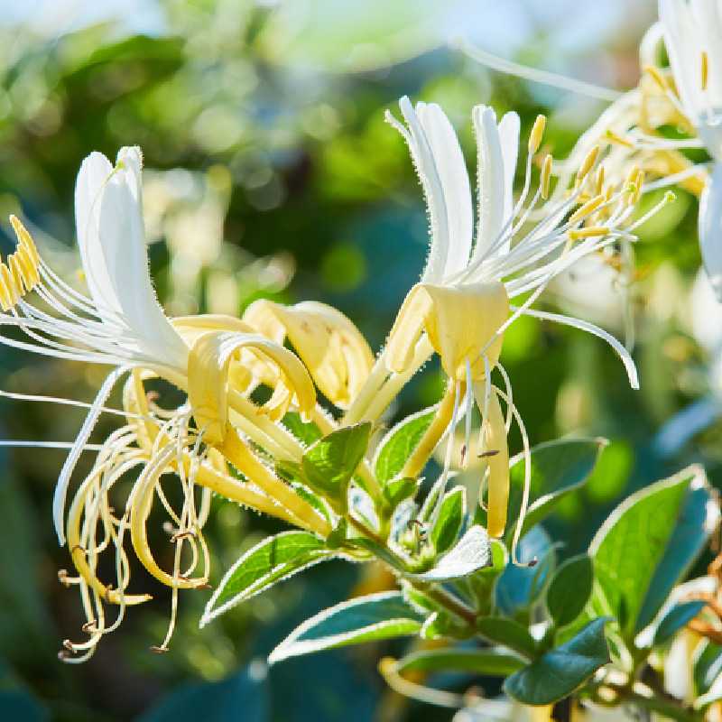 Lonicera japonica ‘Hall's Prolific’