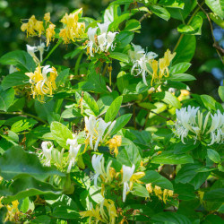 Lonicera japonica ‘Hall's Prolific’