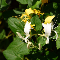 Lonicera japonica ‘Hall's Prolific’