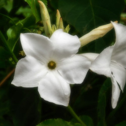 Mandevilla laxa