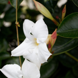 Mandevilla laxa