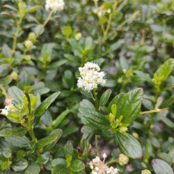 Ceanothus Snow Flurries