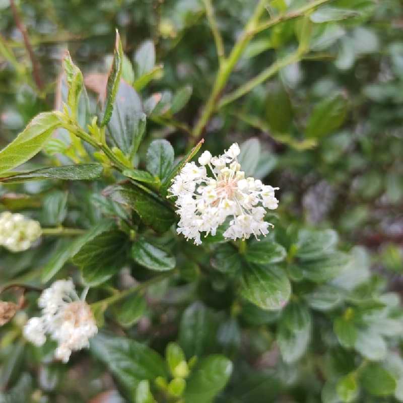 Ceanothus Snow Flurries