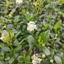 Ceanothus Snow Flurries