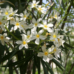 Nerium oleander ‘Soeur Agnès’ - Laurier-rose