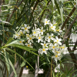 Nerium oleander ‘Soeur Agnès’ - Laurier-rose