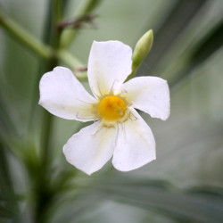 Nerium oleander ‘Soeur Agnès’ - Laurier-rose