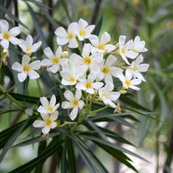 Nerium oleander ‘Soeur Agnès’ - Laurier-rose