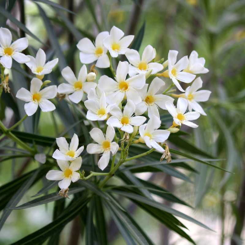 Nerium oleander ‘Soeur Agnès’ - Laurier-rose