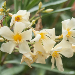Nerium oleander ‘Marie...