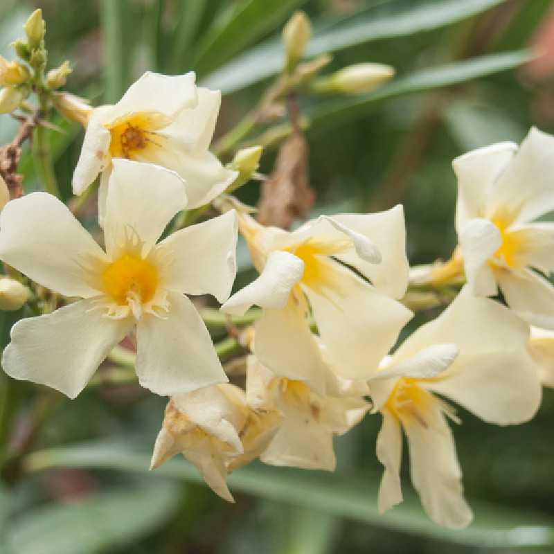 Nerium oleander ‘Marie Gambetta’ - Laurier-rose