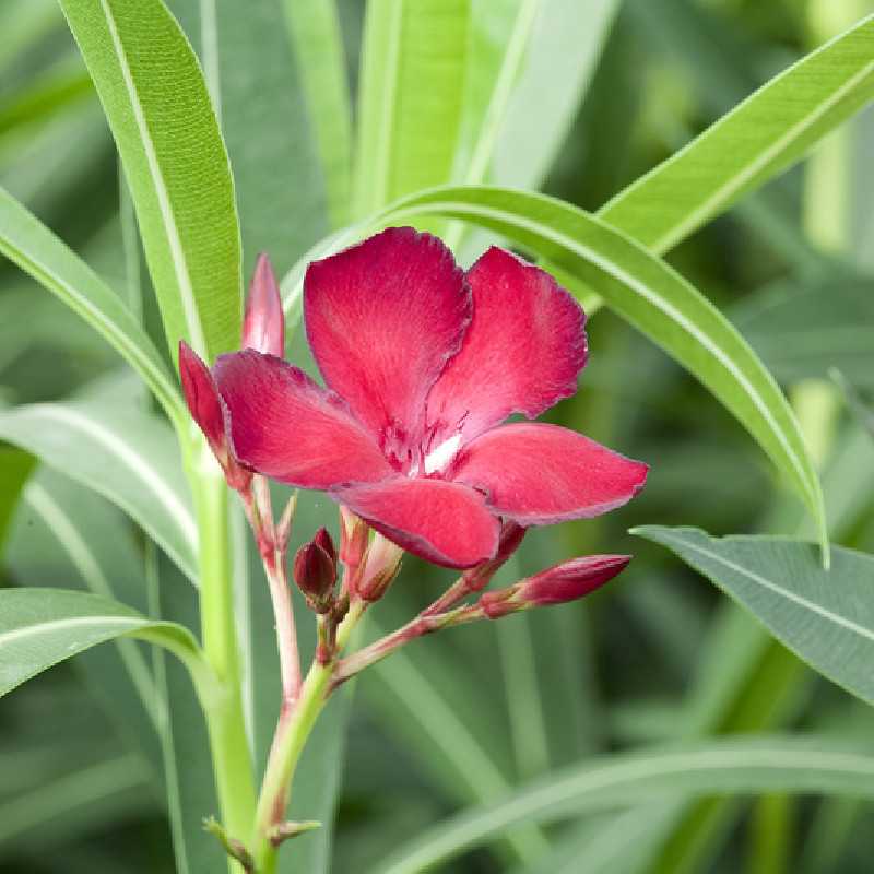 Nerium oleander ‘Jannoch’ - Laurier-rose