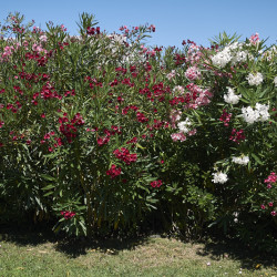 Nerium oleander ‘Italia’ - Laurier-rose