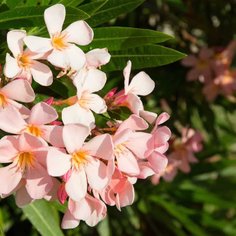 Nerium oleander ‘Docteur Ragioneri’