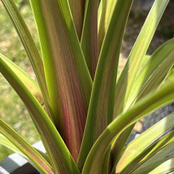 Cordyline australis ‘Peko