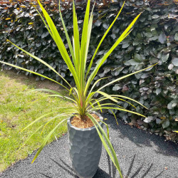 Cordyline australis ‘Peko