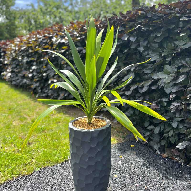 Cordyline ‘Emerald Star