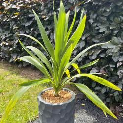 Cordyline ‘Emerald Star